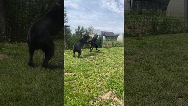 Трой и Талисман🥰#tttt #cane #канекорсо #canecorso #canecorsoitaliano #канекорсоитальяно смотреть онлайн