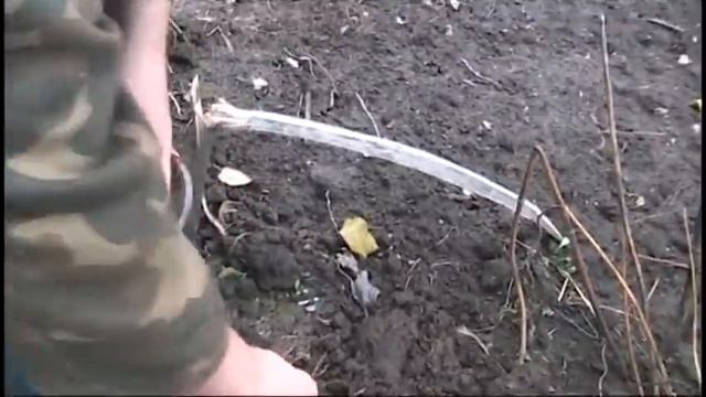 Топинамбур. Полезный и вкусный корнеплод.