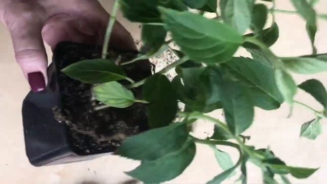 Обрезка молодых саженцев метельчатых гортензий Граффити Скайфолл Бобо смотреть онлайн