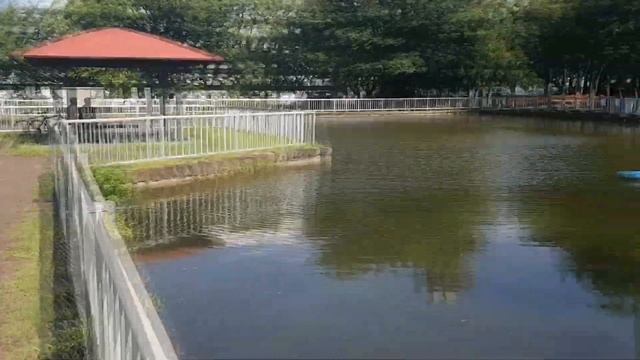 Японский кот и парк в одном видео. Невероятно! смотреть онлайн