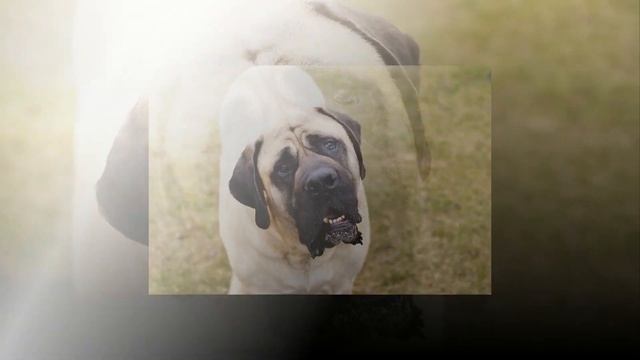 Английский мастиф - самая могучая боевая собака в мире смотреть онлайн