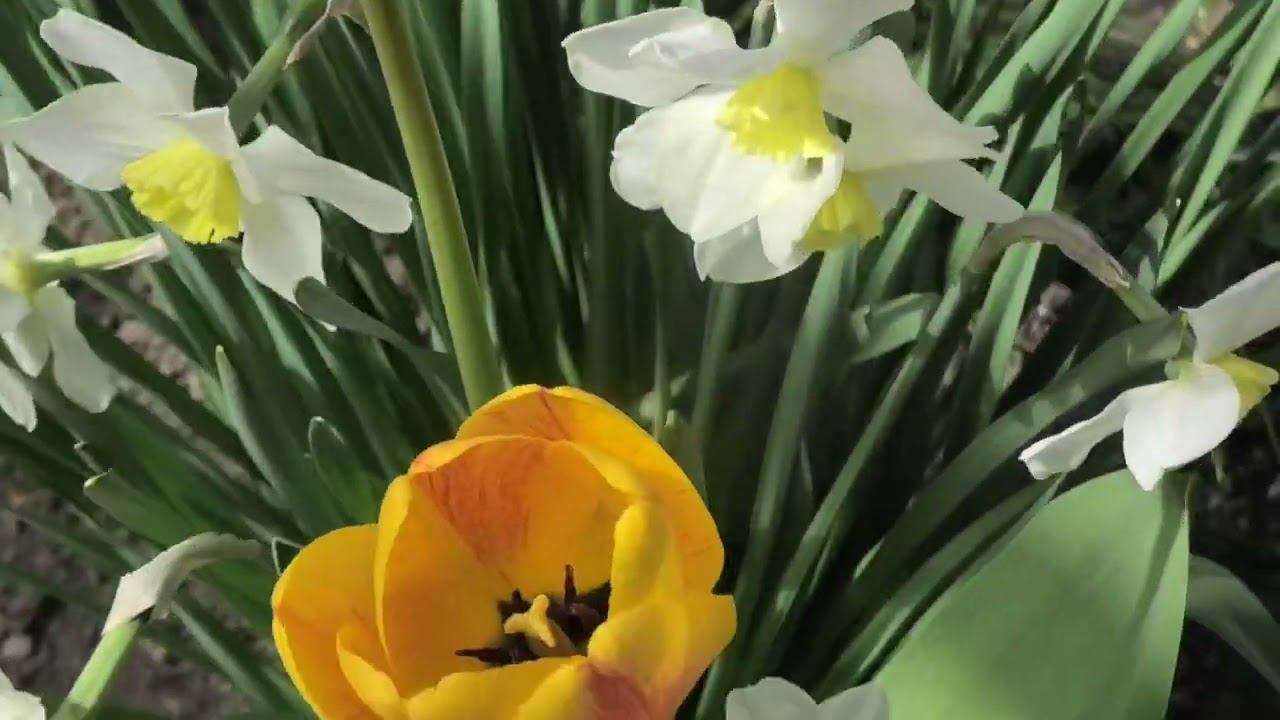 Весна идет - сады цветут смотреть онлайн