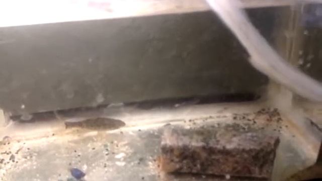 кормление ротана.mp4 смотреть онлайн