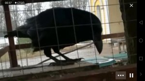 Ворон разговаривает