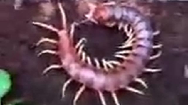 Gigantskoe nasekomoe Smotrite смотреть онлайн