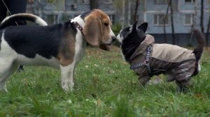 Бигль. Вся правда о породе.