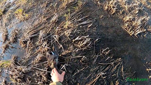 Охота на утку осенью, на болоте, с вертикалочкой ТОЗ-34. смотреть онлайн