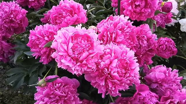 Средне-поздний малиновый пион.Самый сильный из всех наших сортов.Возможно сорт Победа.2020г смотреть онлайн