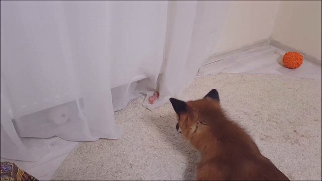 Домашняя Лиса прячет мясо прямо в постель к хозяевам)) смотреть онлайн