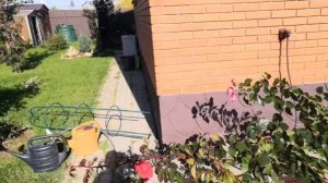 Пригибаю плетистую розу антик 89. Подготовка плетистой розы к укрытию