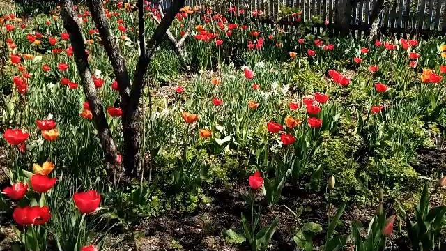 3 мая-День святых жен-мироносиц.Православный женский день смотреть онлайн