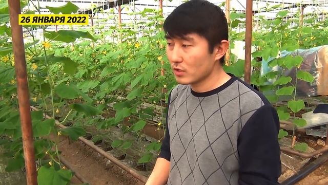 +11% ПРИРОСТ УРОЖАЯ ОГУРЦОВ. РЕЗУЛЬТАТ ИСПЫТАНИЙ TERRENOVA В ТЕПЛИЦЕ 2022 ГОД. смотреть онлайн