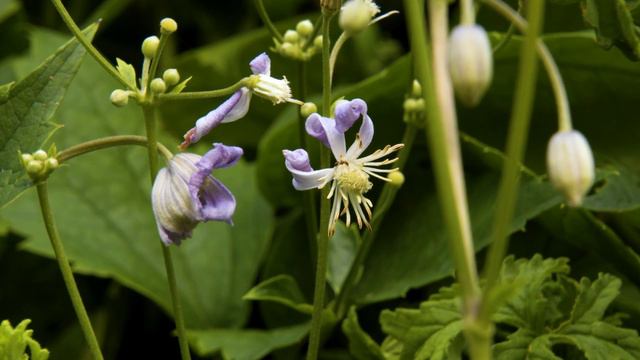 Looking At Different Clematis