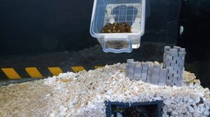 ВЫЖИВАНИЕ 100 ТАРАКАНОВ НА НЕОБИТАЕМОМ ОСТРОВЕ С НОВЫМ ЗАМКОМ и МОРСКИМИ ЧУДОВИЩАМИ 14 ДНЕЙ! Часть