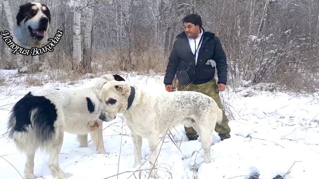История волкодава Сакар VS Белый Хода My DOG / Волкодав против медведя и волка смотреть онлайн