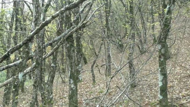 Не смотря на коррективы погоды, поиск продолжается. смотреть онлайн