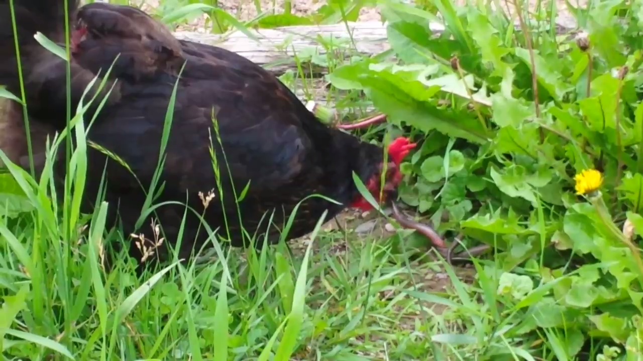 Курица склевала змею смотреть онлайн