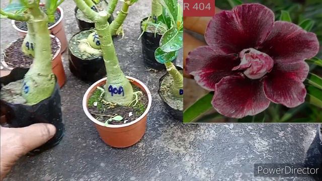 Adenium plants unboxing, (lowest price, rare and awesome) full guide in hindi смотреть онлайн
