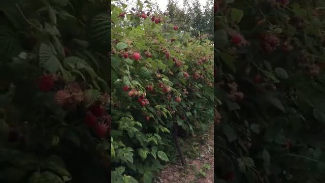 9 июля 2017 г. Глен файн