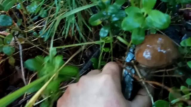 Грибы на даче 2020 смотреть онлайн