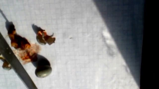 В разведении всякое бывает....Недоразвитая кладка.16 дней. смотреть онлайн