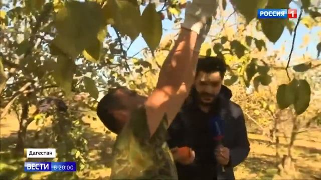 Хурму выращивают в Дагестане смотреть онлайн
