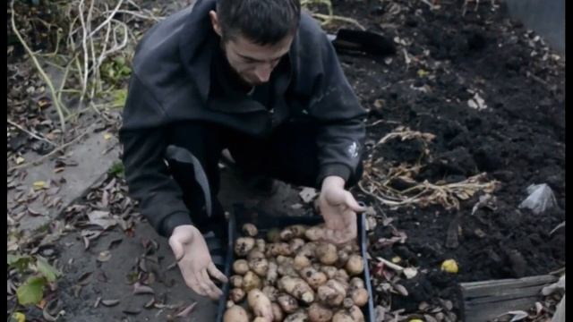 Отработанные Грибные Блоки для Мега Урожая Картофеля. Перегной из Грибных блоков Вешенка смотреть онлайн