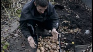 Отработанные Грибные Блоки для Мега Урожая Картофеля. Перегной из Грибных блоков Вешенка