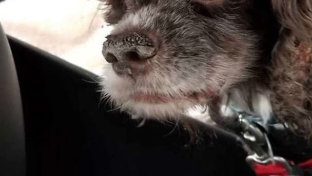 Кто-то нашёл собаку похожую на шар из грязной шерсти. К счастью, её спасли смотреть онлайн