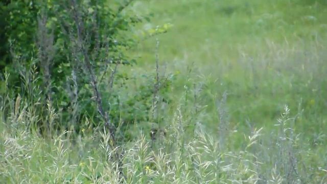 Как свистит сурок смотреть онлайн