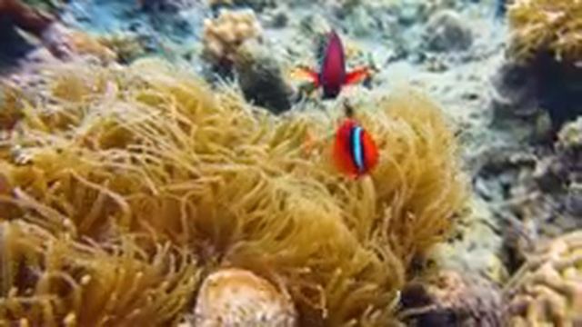 Top 50 Most Beautiful Marine Animals - The Best 4K Sea Animals for Relaxation смотреть онлайн