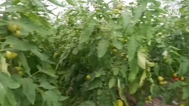 Экскурсия по тепличному комплексу Витамины Таджикистана, Согд. смотреть онлайн