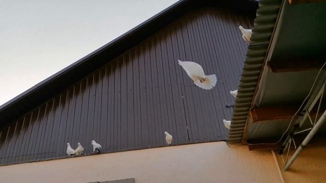 Голуби посадка / Кормлю и подарю лентяя. Planting pigeons / Feeding смотреть онлайн