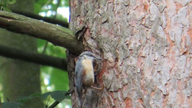 Canon Powershot SX740 HS - Zoom Test 25 (4k, Unedited) - (Eurasian Nuthatch / Sitta europaea) смотреть онлайн