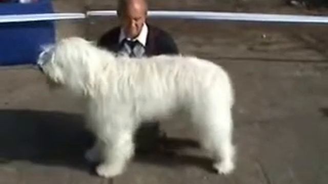 Черномор Лютый смотреть онлайн