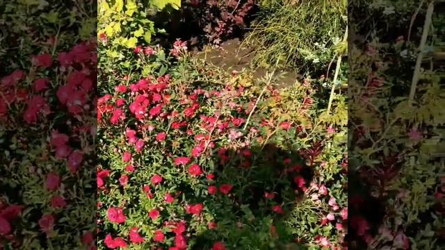 Розы почвопокровные Красный вельвет и Розовая фея смотреть онлайн