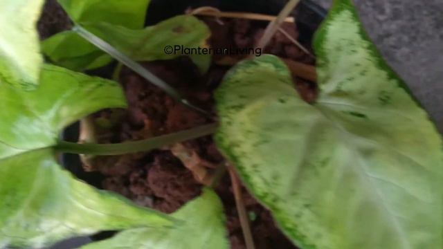 Different varieties of singonium,my singonium collection смотреть онлайн