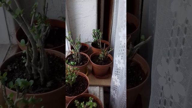 Спасение каланхоэ смотреть онлайн