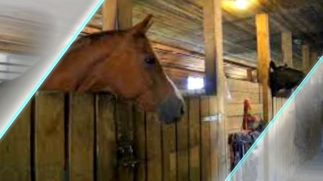 Малыша оставили в конюшне... и вот что сделала лошадь смотреть онлайн