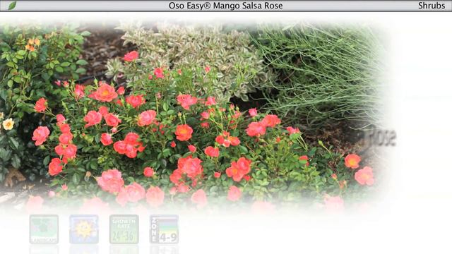 Proven Winners® Gardener Channel: Proven Winners® Oso Easy Mango Salsa Rose смотреть онлайн
