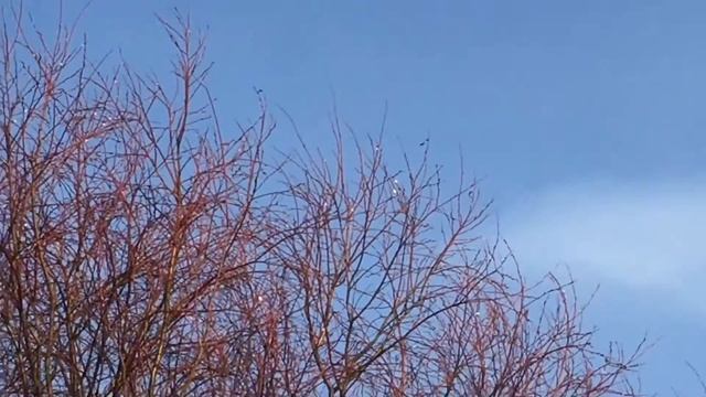 08.02.19. Наращиваем вторую стену. Выбираю место под дом. смотреть онлайн
