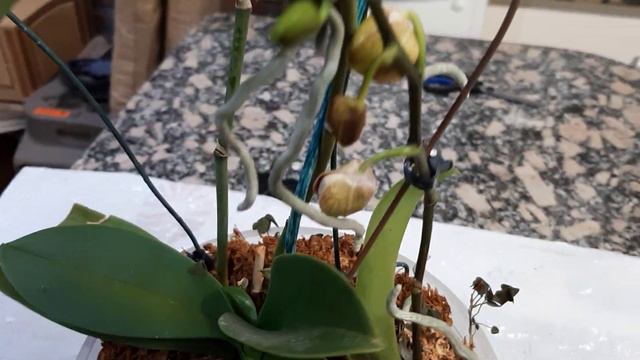CÓMO REPRODUCIR Y MULTIPLICAR UNA ORQUÍDEA ASIÁTICA PHALAENOPSIS A TRAVÉS DE SUS BROTES O KEIKIS смотреть онлайн