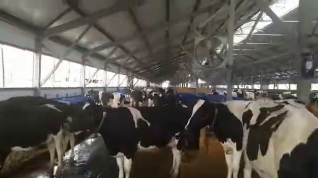 Вентиляция в коровнике. Как правильно установить вентиляторы смотреть онлайн
