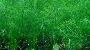 Укроп: правила выращивания и ухода, укроп на грядке, укроп на даче