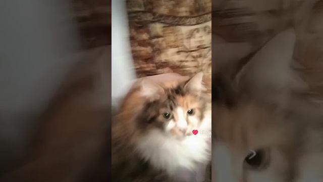 видео про котиков