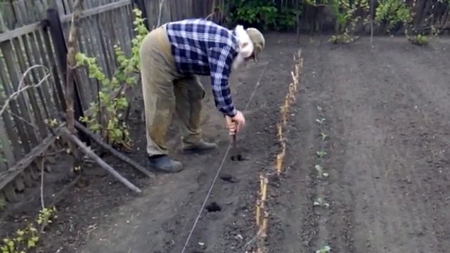 КАПУСТА в открытом ГРУНТЕ Садим свою РАССАДУ смотреть онлайн