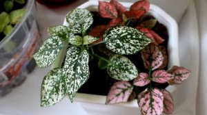 Гипоэстес из семян. [Надежда и Мир]