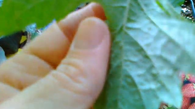 Не путать с филлоксерой! Поражения листа трипсами. смотреть онлайн