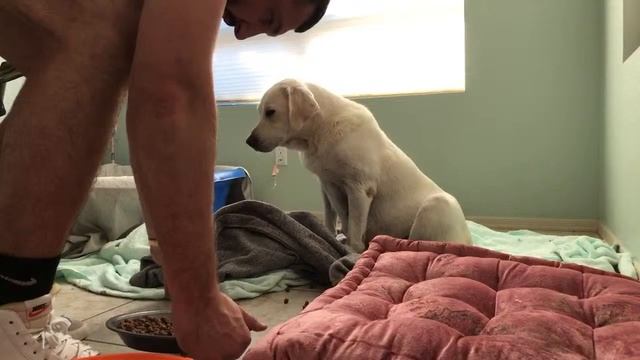 LABRADOR DAISY DUKE DELIVERING 8 PUPPIES!! смотреть онлайн