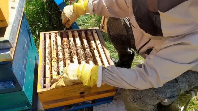 Ч.2. МНОГОКОРПУСНОЙ УМНЫЙ УЛЕЙ И МЕТОДЫ ПЧЕЛОВОЖДЕНИЯ, ПОДРОБНО. смотреть онлайн